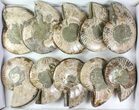 Lot: - Cut Ammonite Pairs (Grade B/C) - Pairs #77328-5